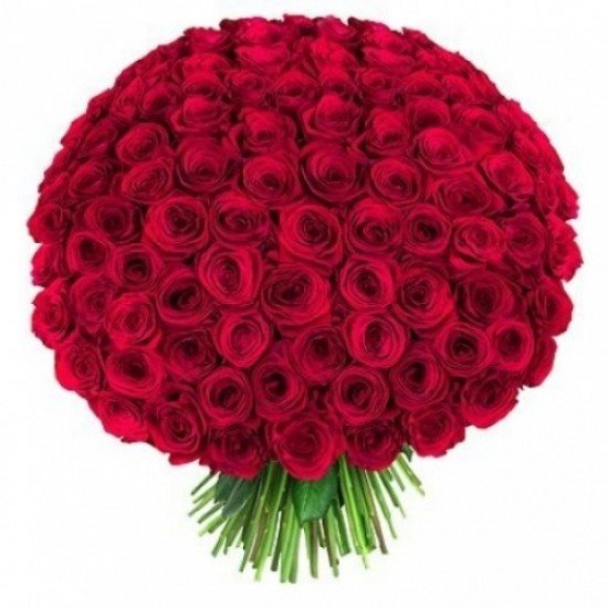 101 роза Эквадор  красная
